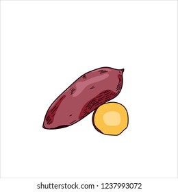 Sweet Potato Drawing Vector