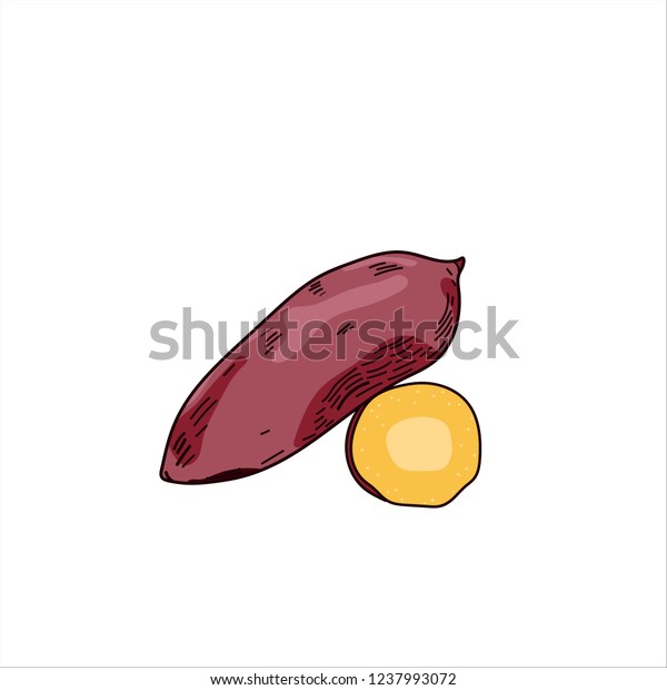 Sweet Potato Drawing Vector 스톡 벡터(로열티 프리) 1237993072