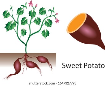 Sweet Potato, fresh vegetable - Vector