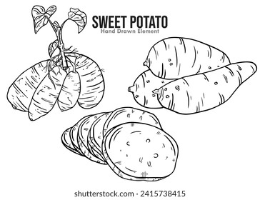 Sweet potato hand drawn ink sketch vector illustration isolated on white background. Collection of sweet potatoes sketch or hand engraved style. Cut, whole, and plant sweet potatoes