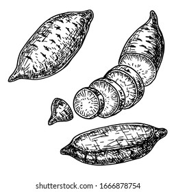 Süßkartoffeln, handgezeichnet, Vektorillustration Illustration. Einzeln Gemüsesalon mit Gravur. Detaillierte Zeichnung von vegetarischen Speisen. Agrarmarktprodukt. Gemüse einzeln für Küchendesign.