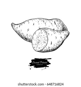 Sweet potato hand drawn vector illustration. Isolated Vegetable engraved style object. Detailed vegetarian food drawing. Farm market product. Great for menu, label, icon