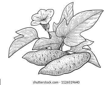 Sweet potato illustration, drawing, engraving, ink, line art, vector