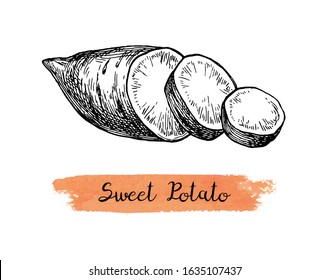 Sweet potato. Ink sketch of yam isolated on white background. Hand drawn vector illustration. Retro style.