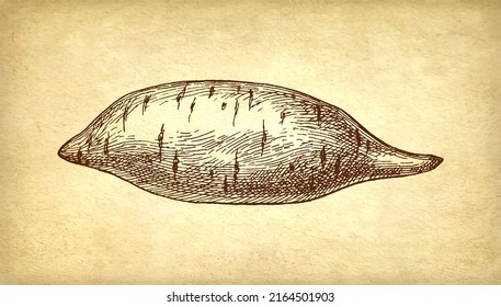 Sweet potato. Ink sketch of yam on old paper background. Hand drawn vector illustration. Retro style etching.