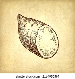 Sweet potato. Ink sketch of yam on old paper background. Hand drawn vector illustration. Retro style.