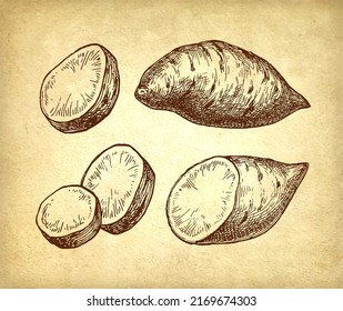 Sweet potato. Ink sketch of yam on old paper background. Hand drawn vector illustration. Retro style stroke drawing.