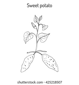 Sweet Potato (ipomoea batatas). Hand drawn botanical vector illustration