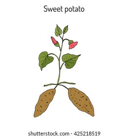 Sweet Potato (ipomoea batatas). Hand drawn botanical vector illustration