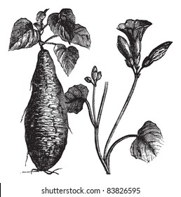 Sweet Potato or Ipomoea batatas, vintage engraved illustration, showing root (left) and flowers (right). Trousset encyclopedia (1886 - 1891).