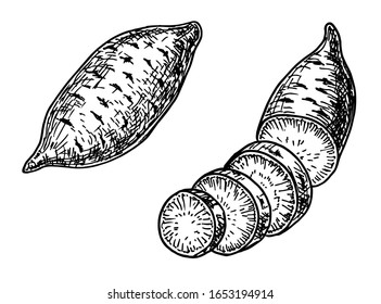 Sweet potato isolated set vector illustration. Vegetable engraved style object. Detailed vegetarian food drawing. Farm market product. Great for menu, label, icon. Sweet potato sketch.