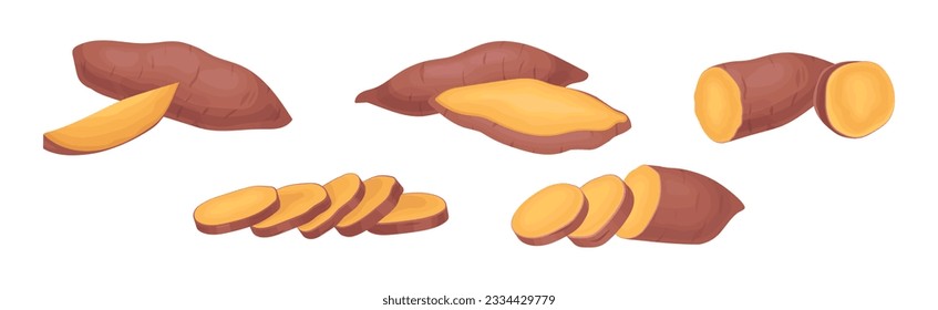 Sweet Potato as Large, Starchy, Sweet-tasting Tuberous Root Vegetable Vector Set