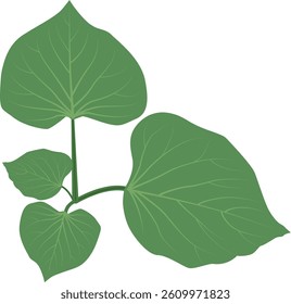 sweet potato leaves, Sweet potato leaf.
