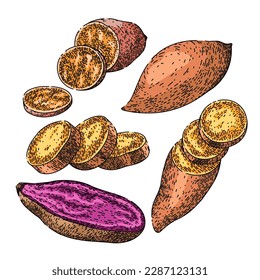 sweet potato orange set hand drawn. food yam, raw cut, vegetable healthy, root slice, wood baked sweet potato orange vector sketch. isolated color illustration