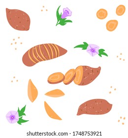 Sweet potato pattern. Hand drawn vector illustration set of whole sweet potato root, vegetable sliced and cut into pieces set