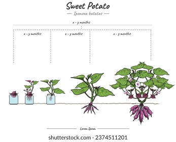 Sweet potato plant growth stages infographic elements. Growing stage Sweet potato plant template. time to grow a Sweet potato plant and its explanation. Can be used for topics like biology