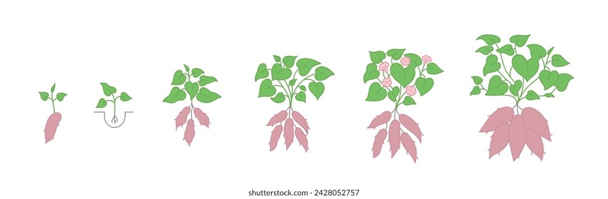 Las etapas de crecimiento de la planta de batata. Ciclo de cultivo de ñame. Progresión de la cosecha. Ilustración vectorial.