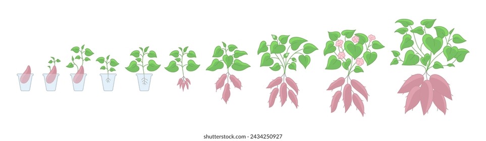 The sweet potato plant growth stages. Yams seedling growing cycle. Harvest progression. Vector illustration.