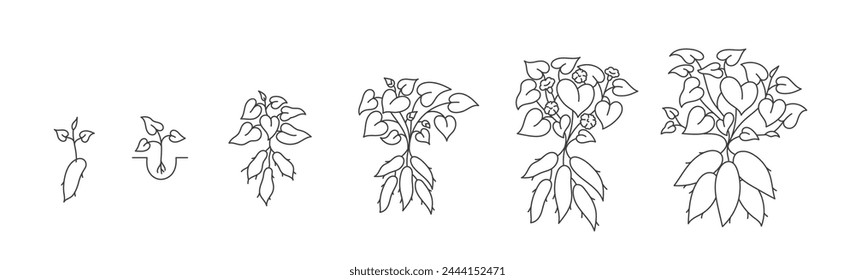 Las etapas de crecimiento de la planta de batata. Ciclo de cultivo de ñame. Progresión de la cosecha. Trazo de contorno editable. Ilustración de trayectorias de línea de Vector.