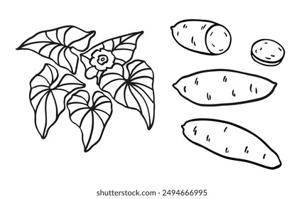 Sweet potato plant hand drawn sketch with tuber, yam, leaf, flower. 
Black and white Vector illustration on isolated background. Line art food graphic. Design Elements for label, card, sticker, menu 