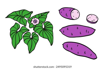 Sweet potato plant hand drawn set with tuber, yam, leaf, flower. Color Vector illustration on isolated background. Healthy Food, dessert. Design Elements for label, card, sticker, menu, print, paper