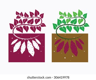 Sweet Potato Plant With Leaves And Tubers,vector Illustration