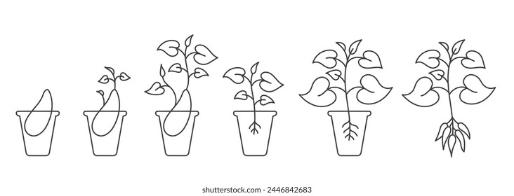 The sweet potato plant seedling growth. Yams growing progression. Editable outline stroke. Vector line open paths illustration.