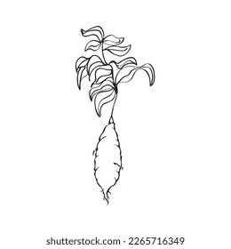 Sweet potato plant with stem and root
