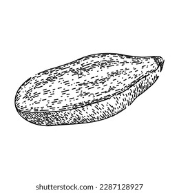 sweet potato purple hand drawn. yam food, yam violet, japanese food, baked texture, healthy vegetable sweet potato purple vector sketch. isolated black illustration