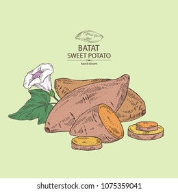 Sweet potato: root, flower and sweet potato slice. Vector hand drawn illustration.