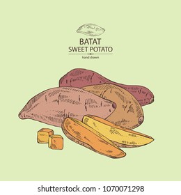 Sweet potato:  root and sweet potato slice. Vector hand drawn illustration.