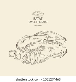 Sweet potato: root and sweet potato slice. Vector hand drawn illustration.