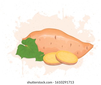 A sweet potato Root vegetable with Green leaves and slices vector illustrator