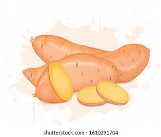 Sweet Potato Root Vegetable Sweet Potato Stock Vector (Royalty Free ...