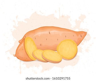 Sweet Potato Root Vegetable  with Sweet Potato slices vector illustration on white background