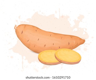 Sweet potato root vegetable vector illustration with round pieces of Sweet potato vegetable