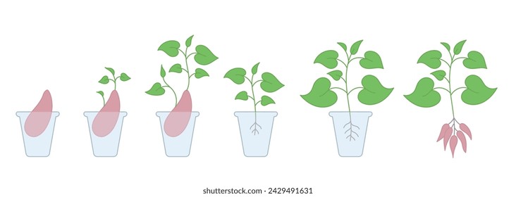 La plántula de batata. Etapas de crecimiento de las plantas. Ciclo de cultivo de ñame. Progresión de la cosecha. Ilustración vectorial.