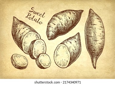 Sweet potato set. Ink sketch of yam on old paper background. Hand drawn vector illustration. Vintage style etching.