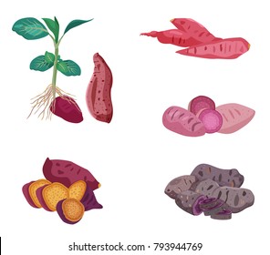 Sweet potato set isolated on white background, illustration, vector
