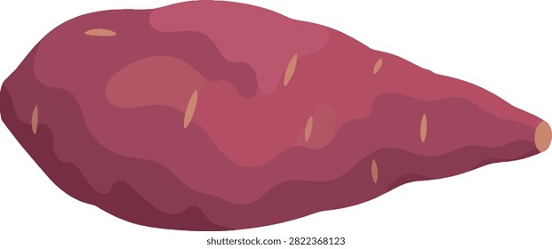 sweet potato single specimen vector illustration