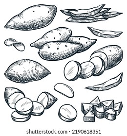 Sweet potato sketch vector illustration. Yam harvest, hand drawn agriculture and farm isolated design elements