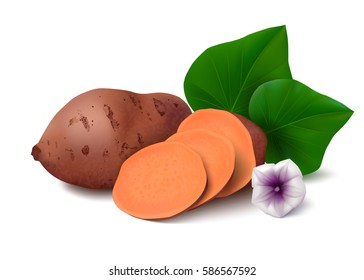 Sweet potato with slices, flower and leaves isolated on white background. Vector illustration.