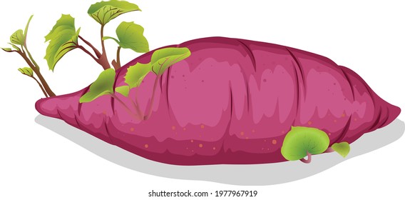 The sweet potato or sweetpotato is a dicotyledonous plant that belongs to the bindweed or morning glory family, Convolvulaceae. Its large, starchy, sweet-tasting, tuberous roots are a root vegetable.