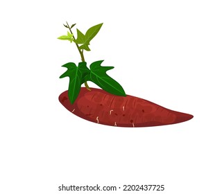 Ilustración vectorial, batata con hojas, aislada en blanco, adecuada para afiches, sitios web, folletos y embalaje de productos agrícolas.