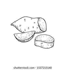 Sweet Potato tubers. Whole potatoes and cut into slices. Hand drawn vector illustration.