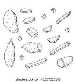 Sweet Potato tubers. Whole potatoes and cut into slices, strips and halves. Hand drawn vector illustration.