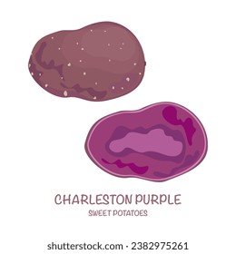 Sweet potato vector illustration Charleston purple isolated Easy to edit white background.