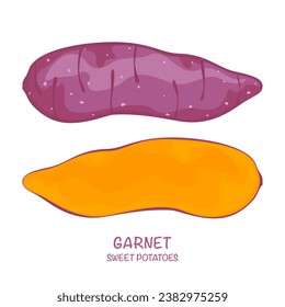 Sweet potato vector illustration Garnet isolated Easy to edit white background.