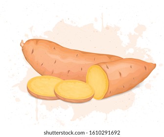 Sweet Potato vector illustration with half piece and slice of sweet potato root vegetable