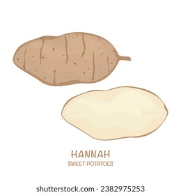 Sweet potato vector illustration Hannah isolated Easy to edit white background.